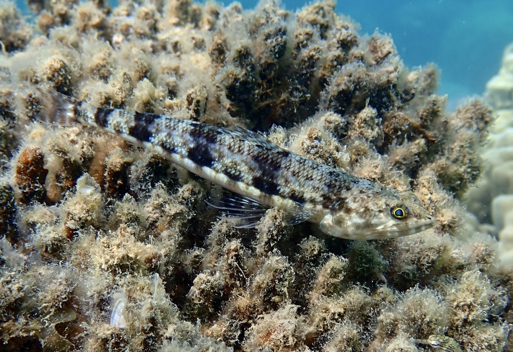 Variegated Lizardfish