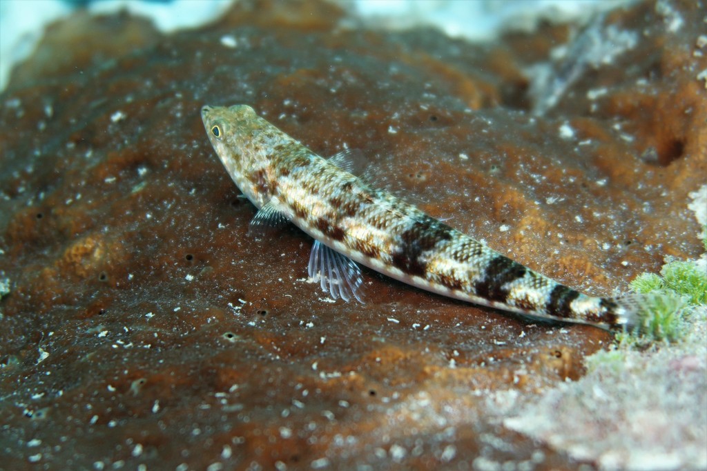 Variegated Lizardfish