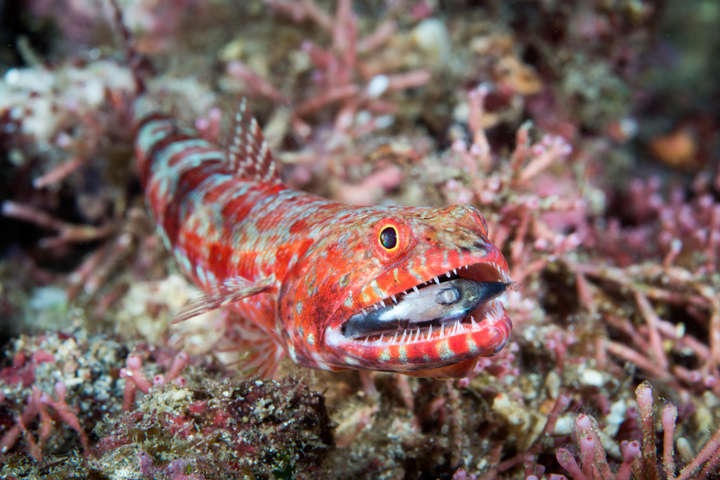 Variegated Lizardfish