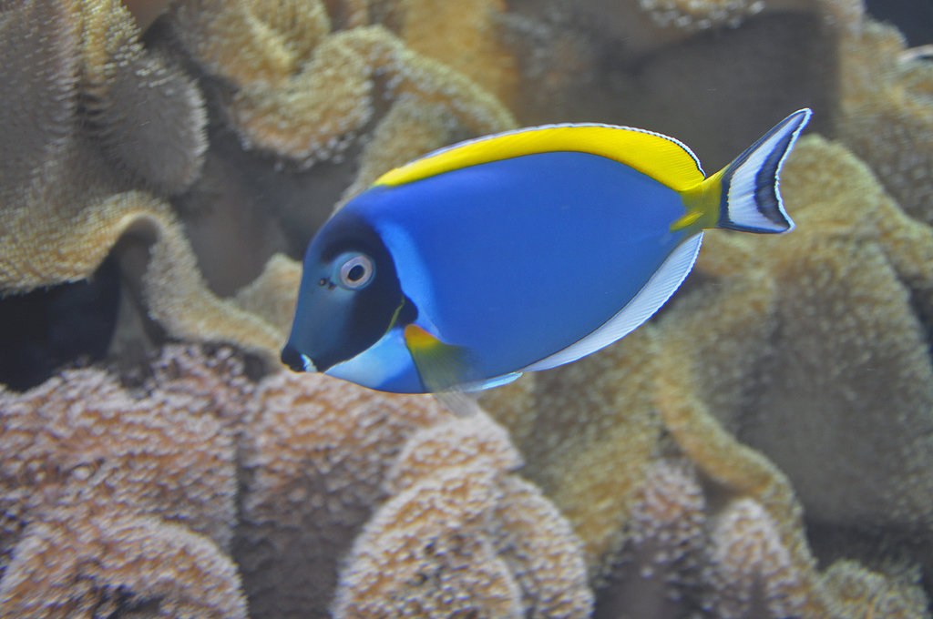 Powder Blue Tang