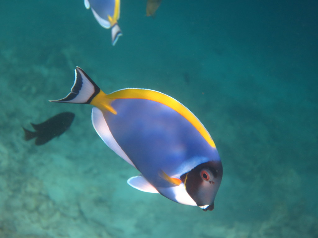 Powder Blue Tang