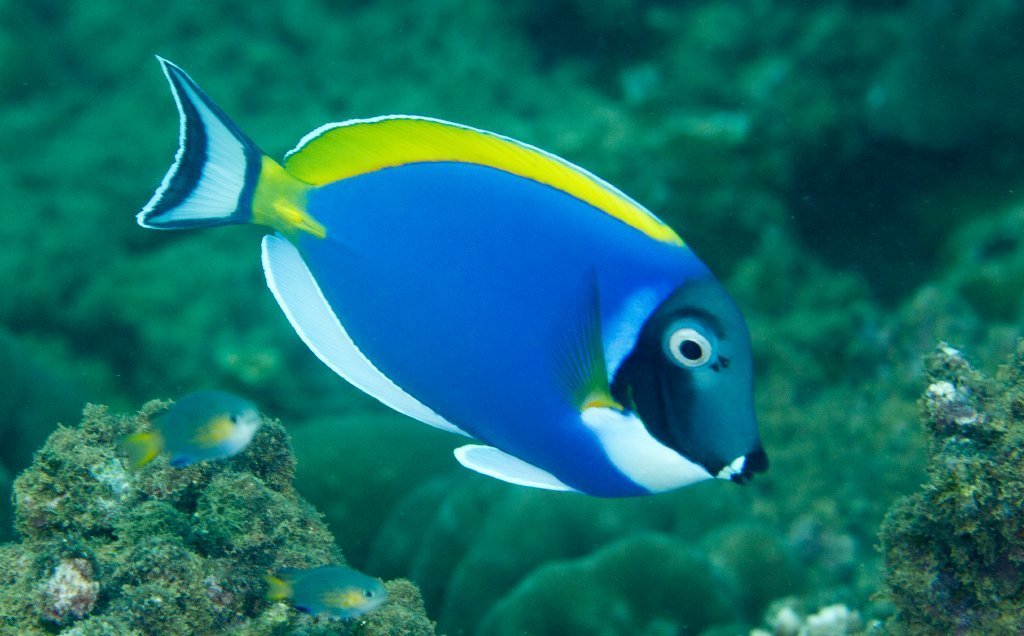 Powder Blue Tang