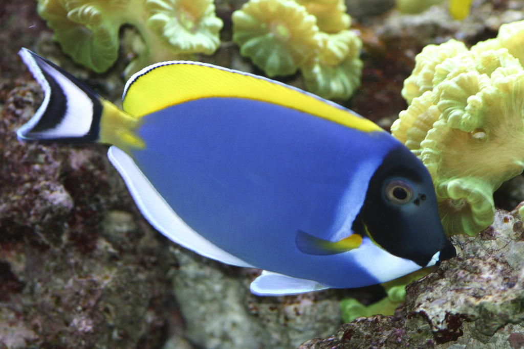 Powder Blue Tang