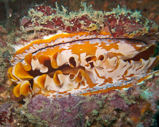 Giant Thorny Oyster