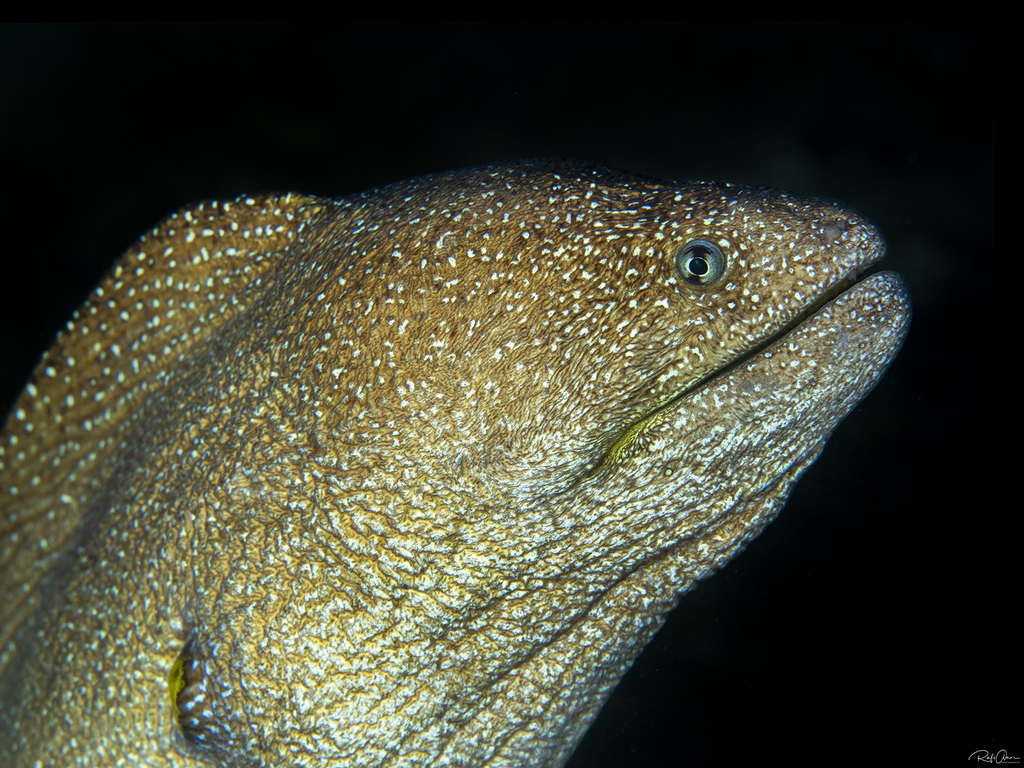 Yellowmouth Moray