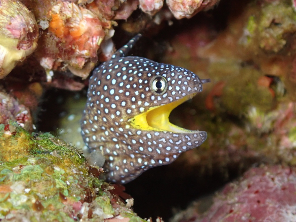 Yellowmouth Moray