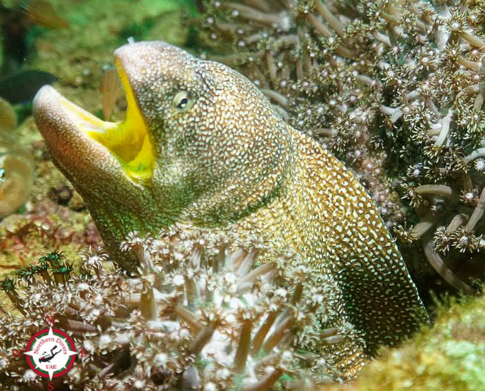 Yellowmouth Moray