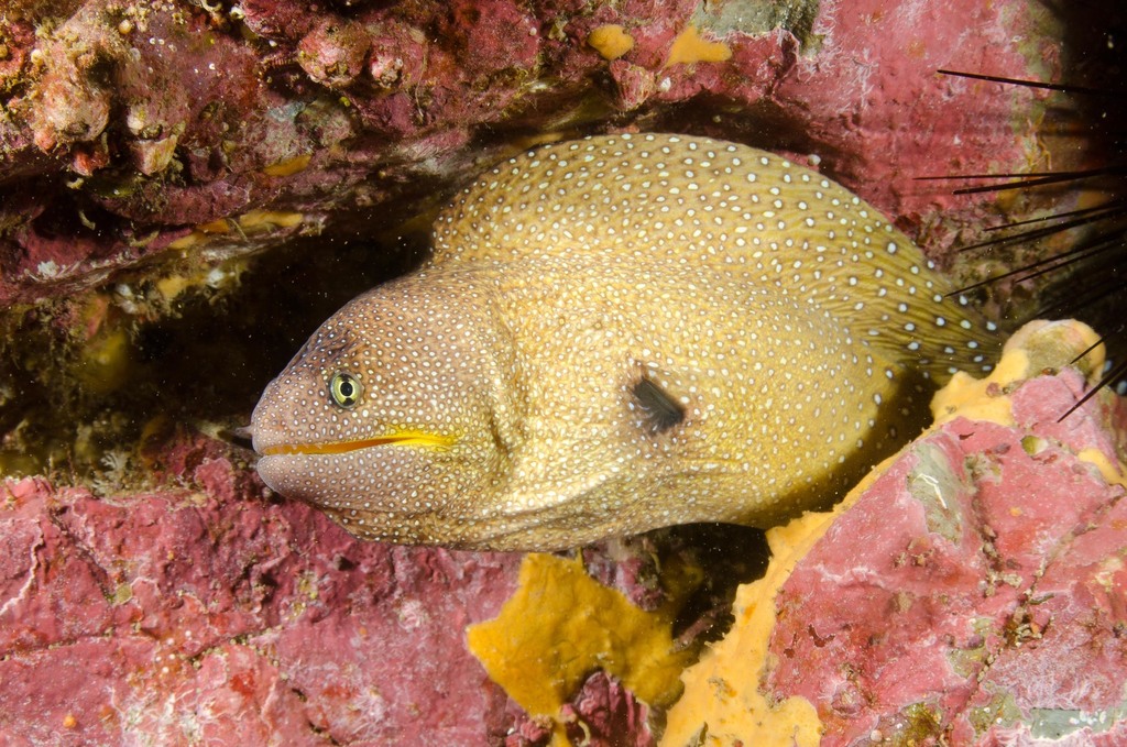 Yellowmouth Moray