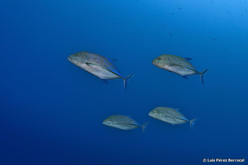 Bluefin Trevally