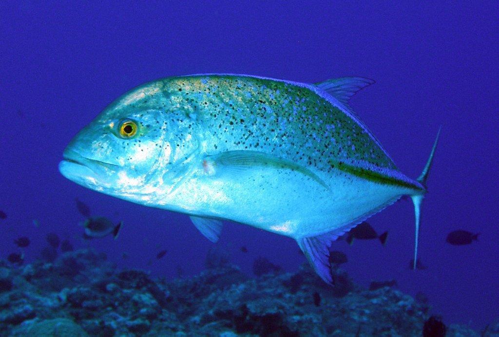 Bluefin Trevally