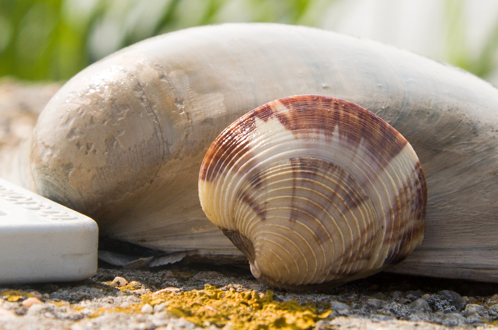 Northern Quahog