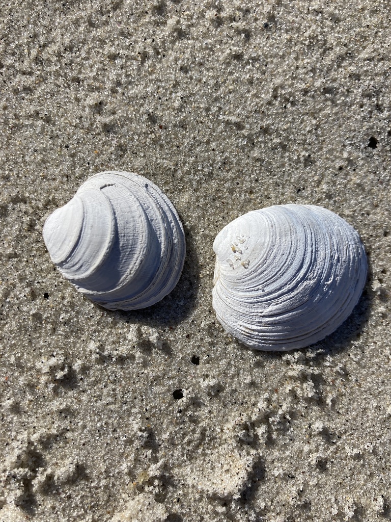 Northern Quahog