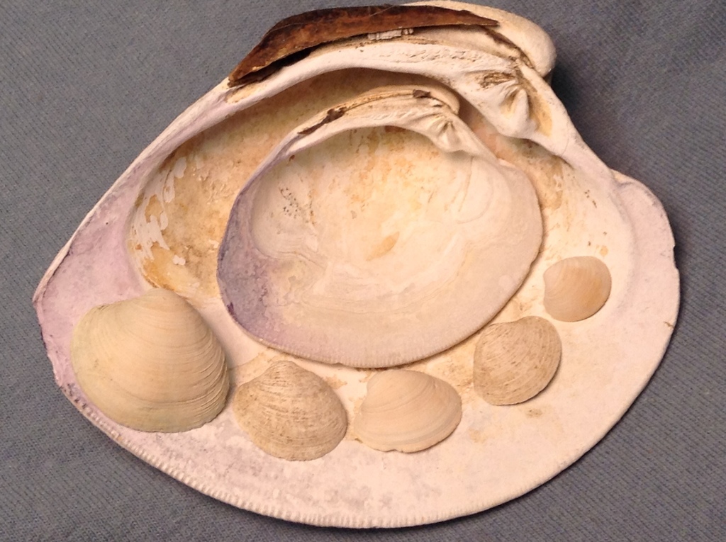 Northern Quahog