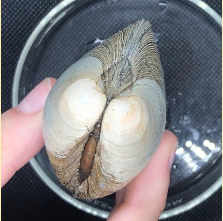 Northern Quahog