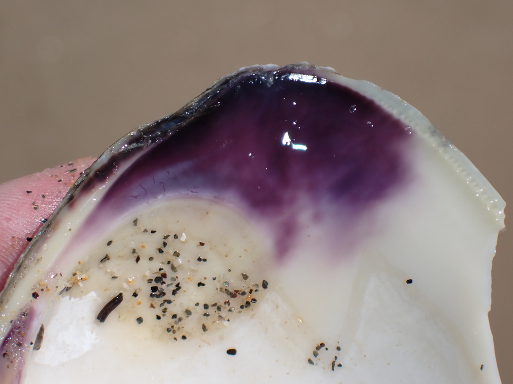 Northern Quahog