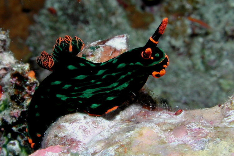 Dusky Nembrotha