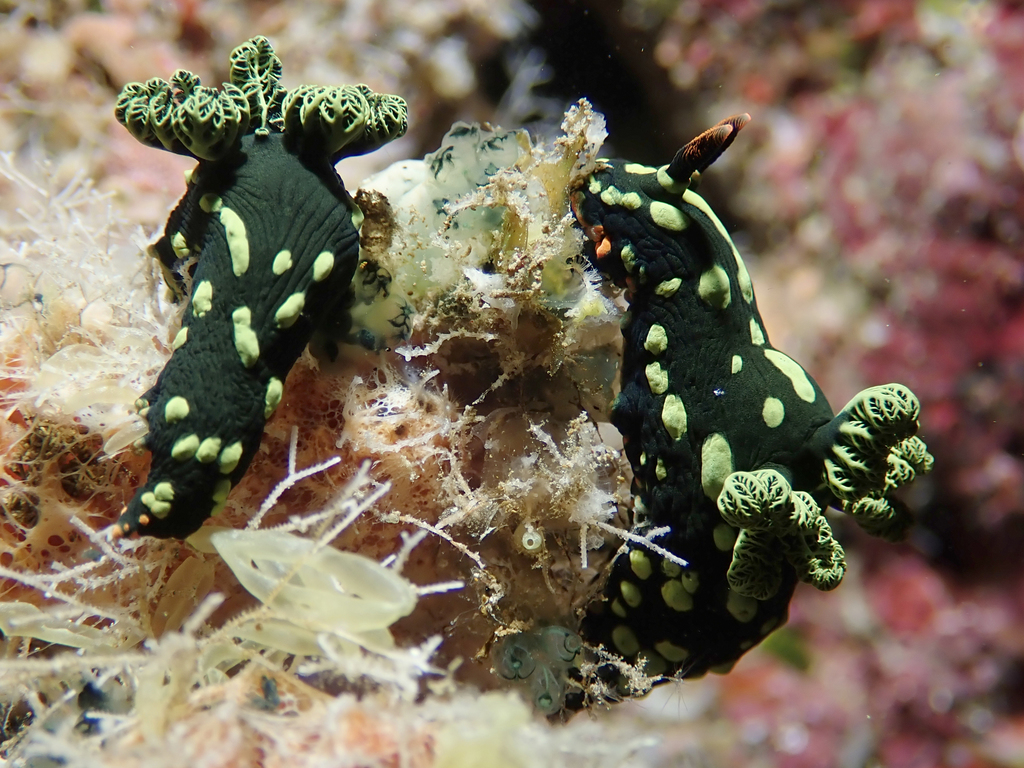 Dusky Nembrotha