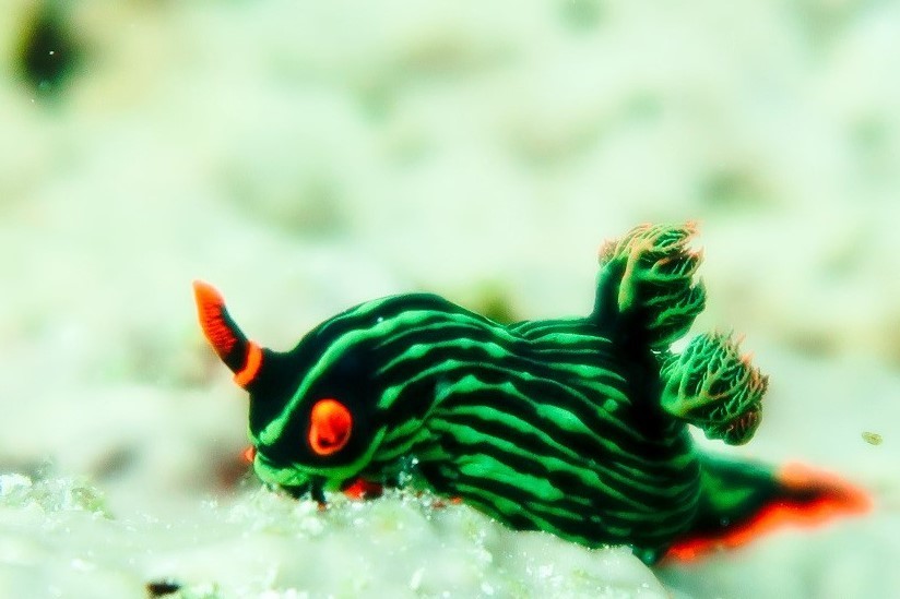 Dusky Nembrotha