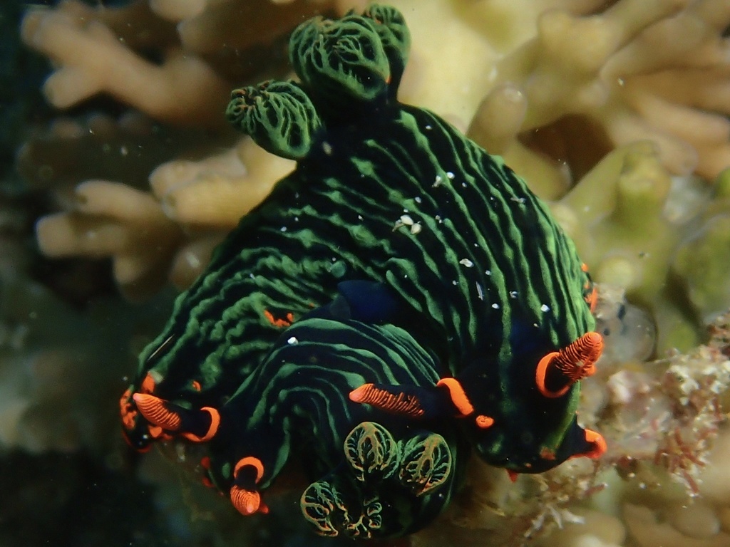 Dusky Nembrotha
