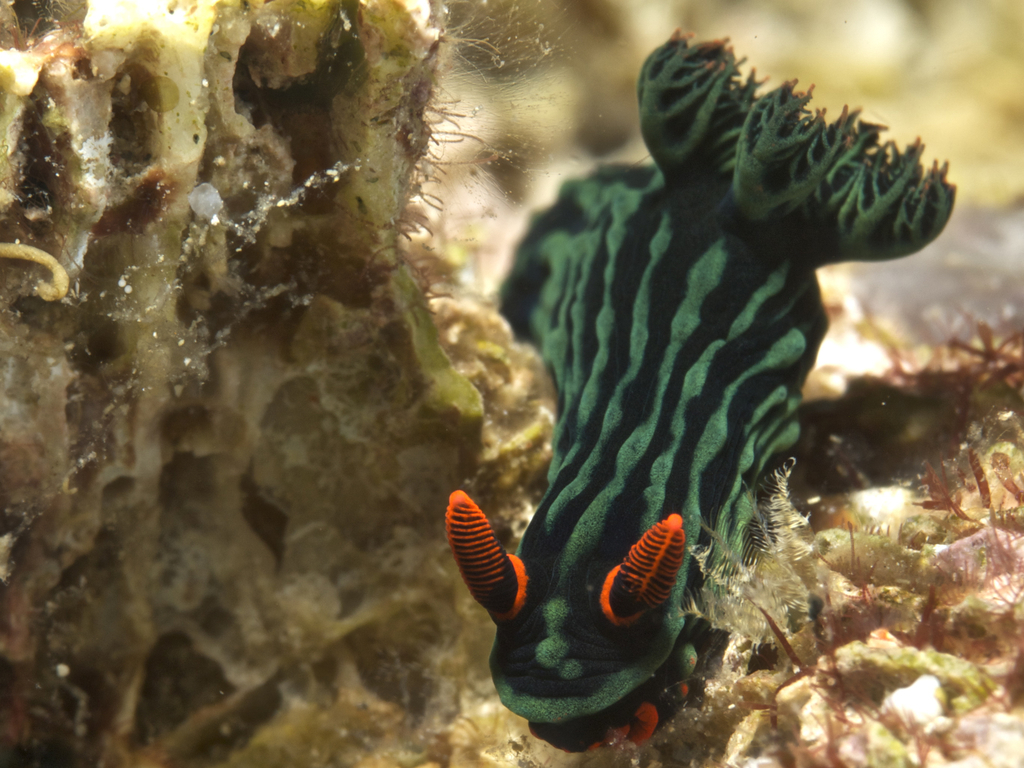 Dusky Nembrotha