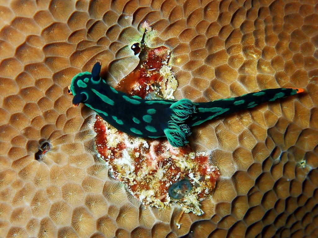 Dusky Nembrotha