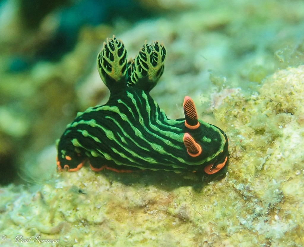 Dusky Nembrotha
