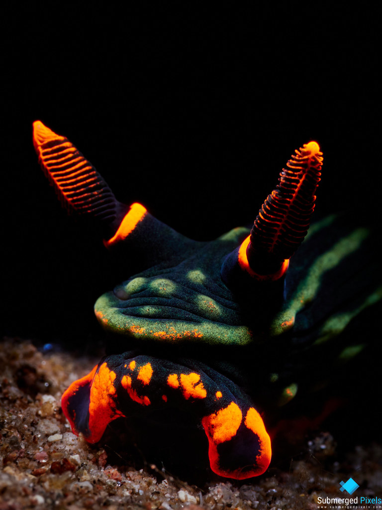 Dusky Nembrotha