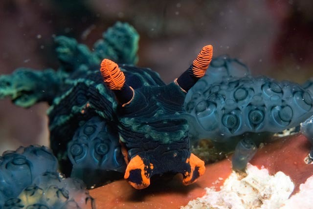 Dusky Nembrotha