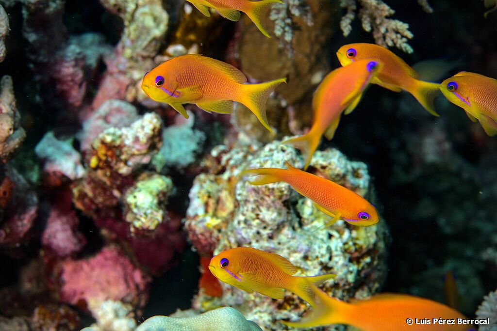 Lyretail Anthias