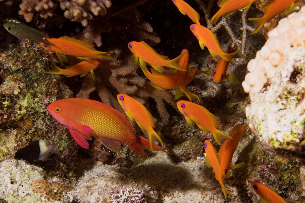 Lyretail Anthias