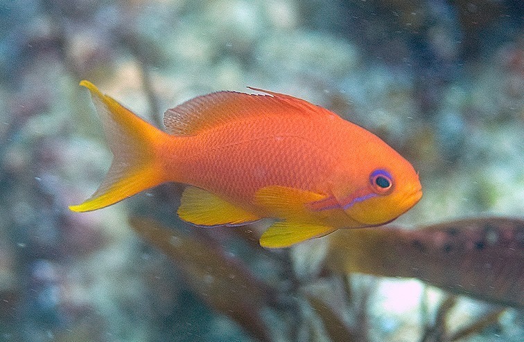 Lyretail Anthias