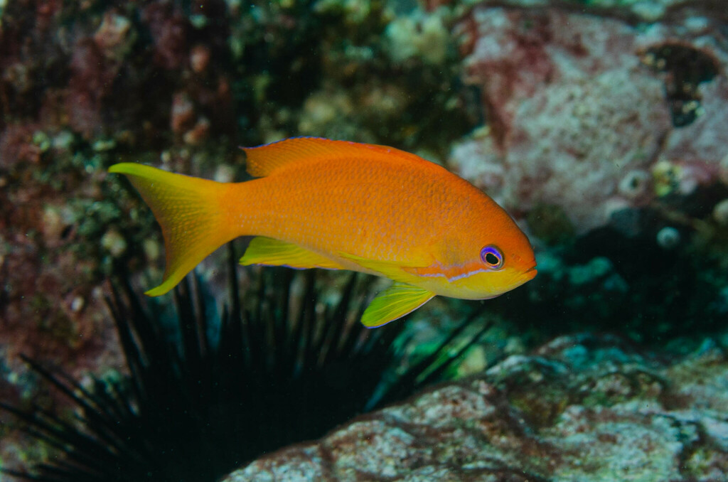Lyretail Anthias