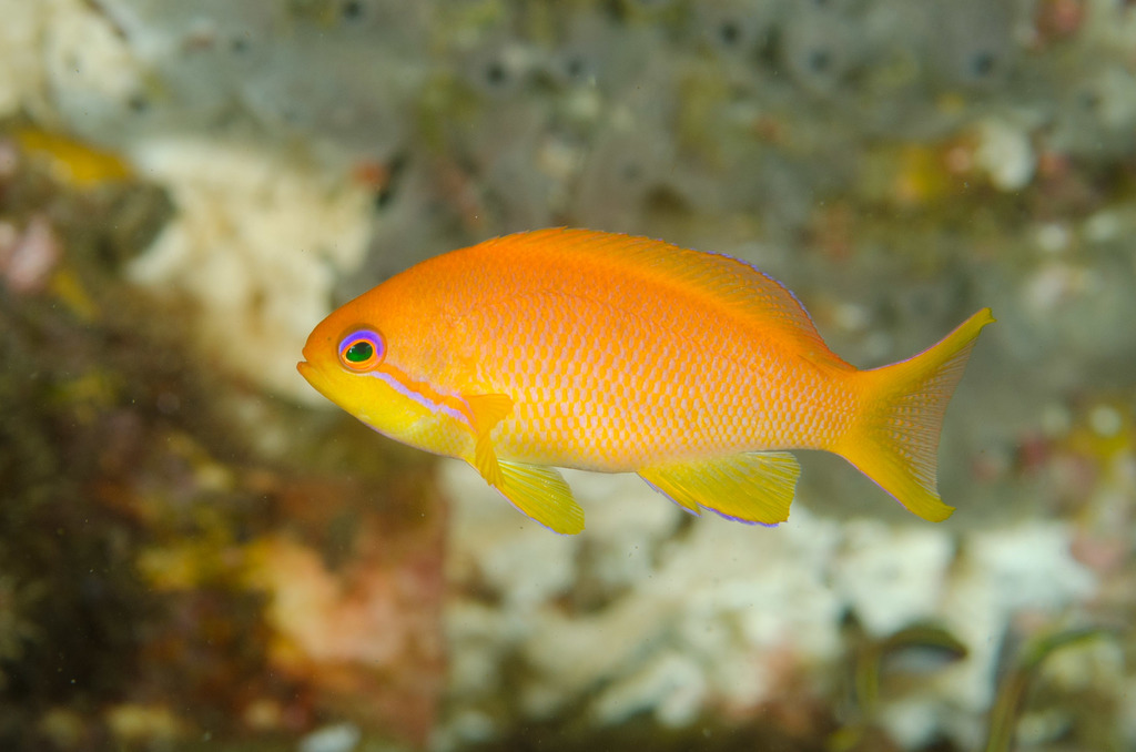Lyretail Anthias