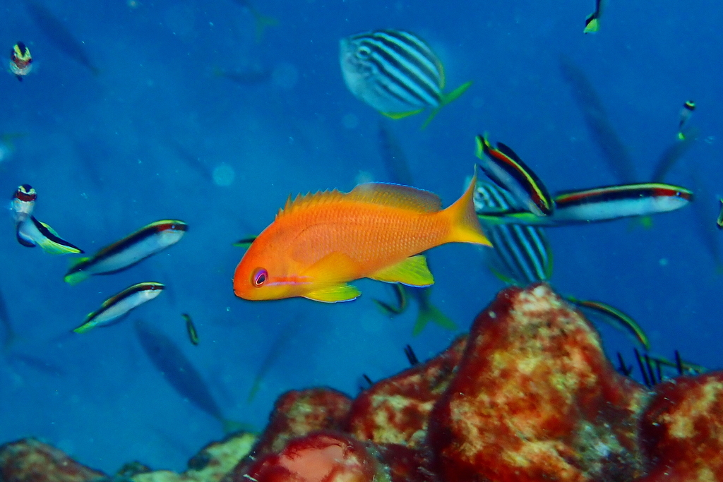 Lyretail Anthias