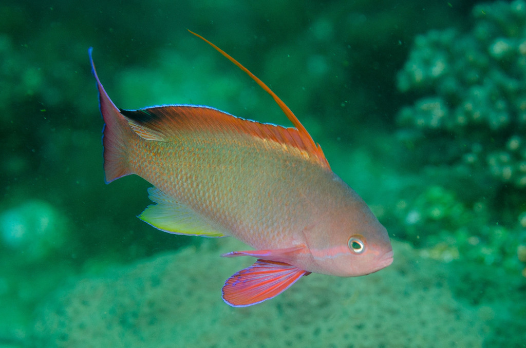 Lyretail Anthias