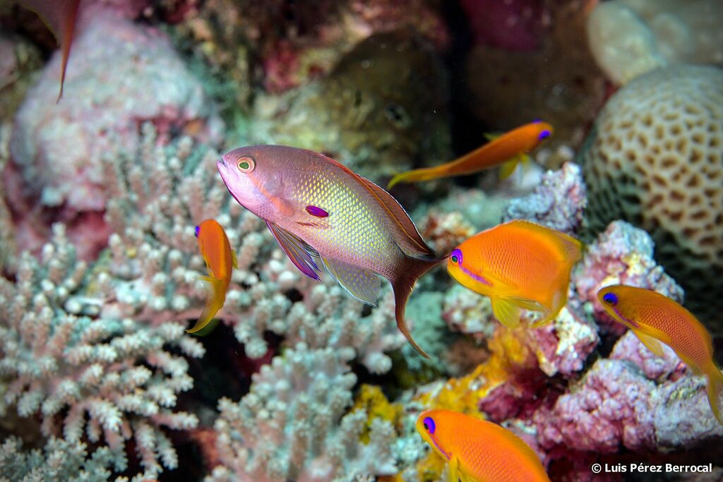 Lyretail Anthias