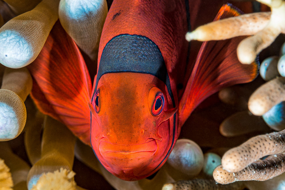 Spine-cheek Clownfish