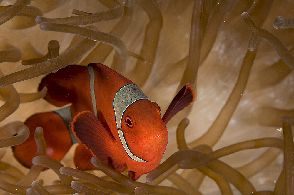 Spine-cheek Clownfish