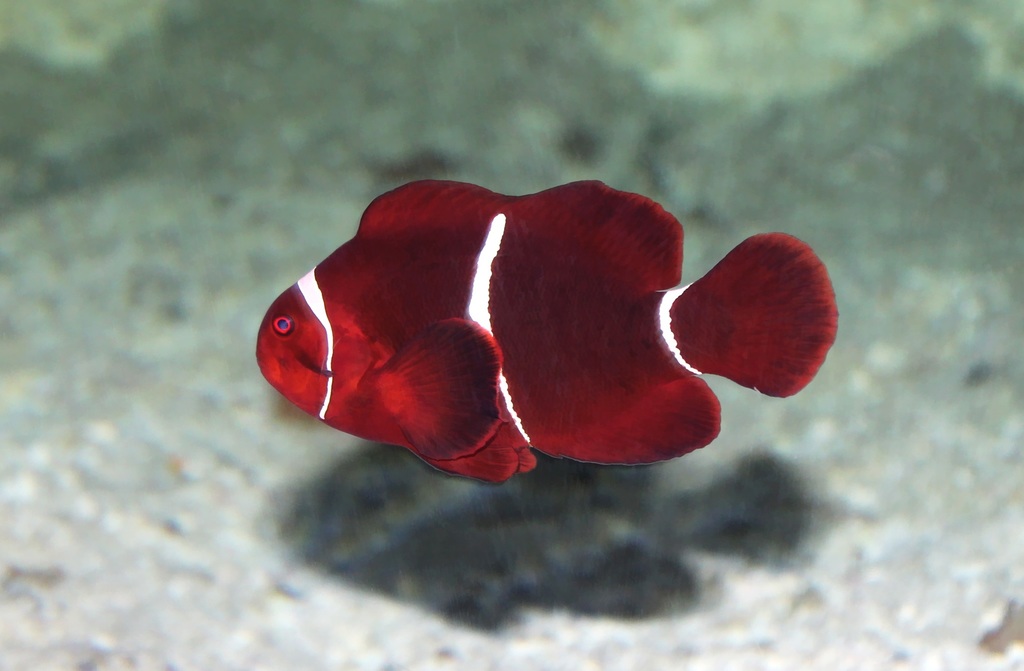 Spine-cheek Clownfish