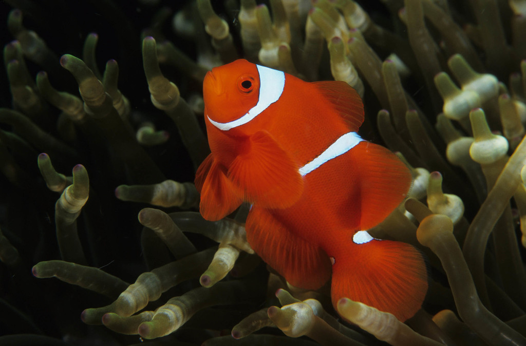 Spine-cheek Clownfish