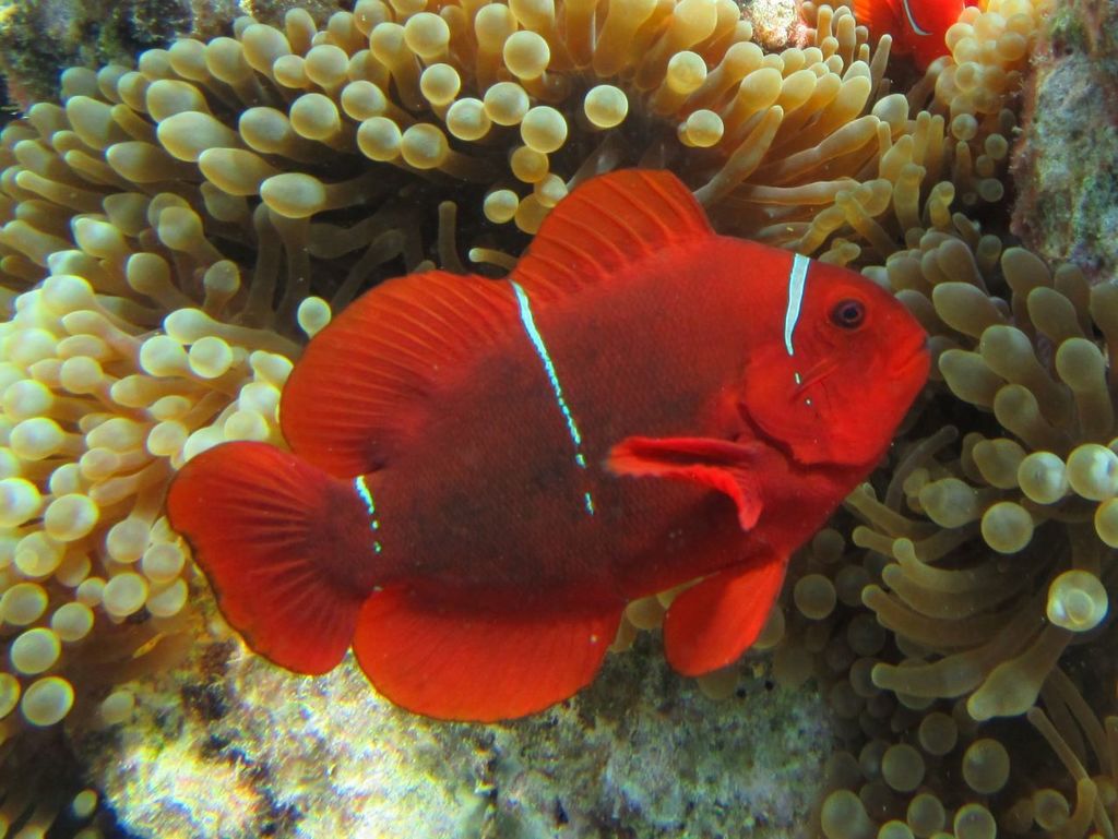 Spine-cheek Clownfish