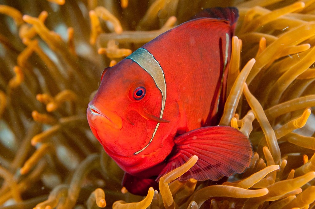 Spine-cheek Clownfish
