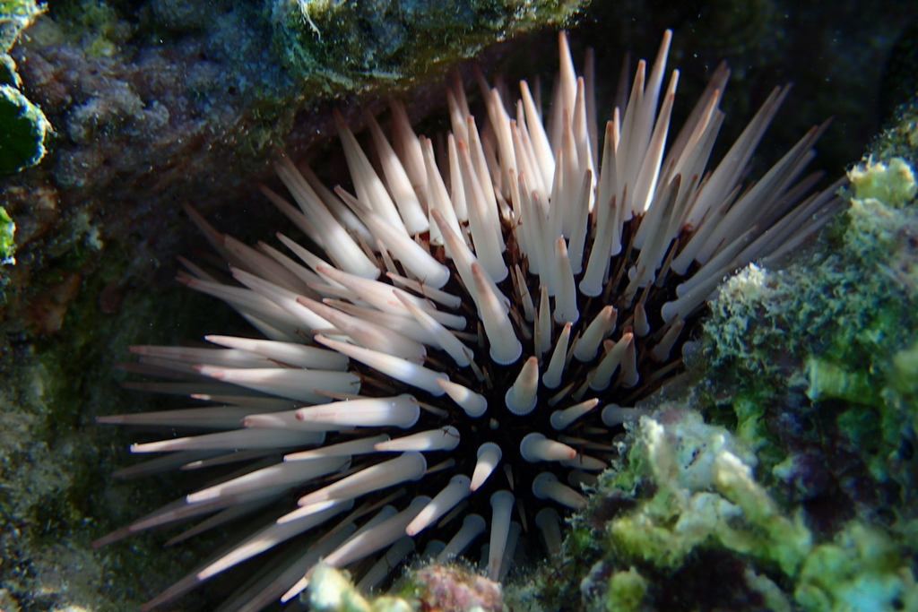 Indo-pacific Rock-boring Urchin