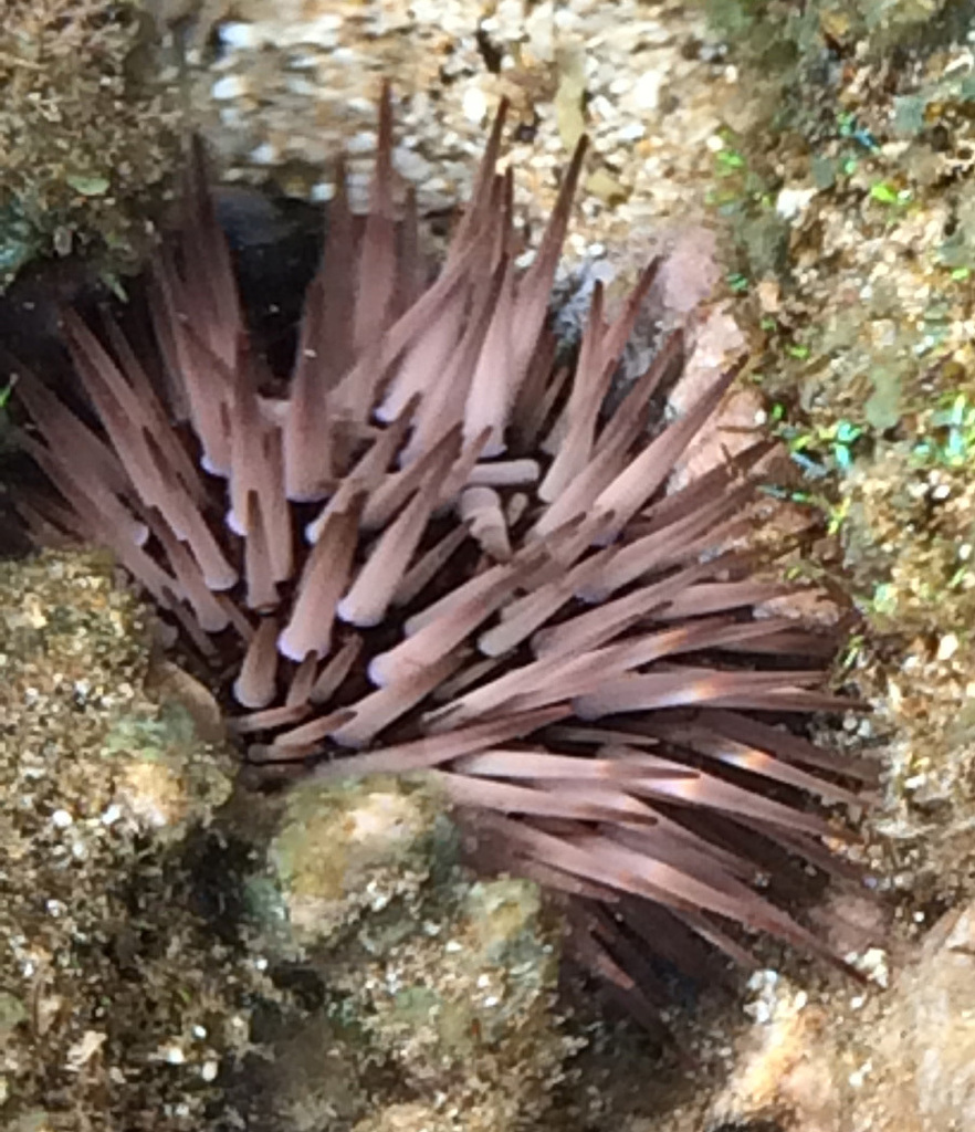 Indo-pacific Rock-boring Urchin