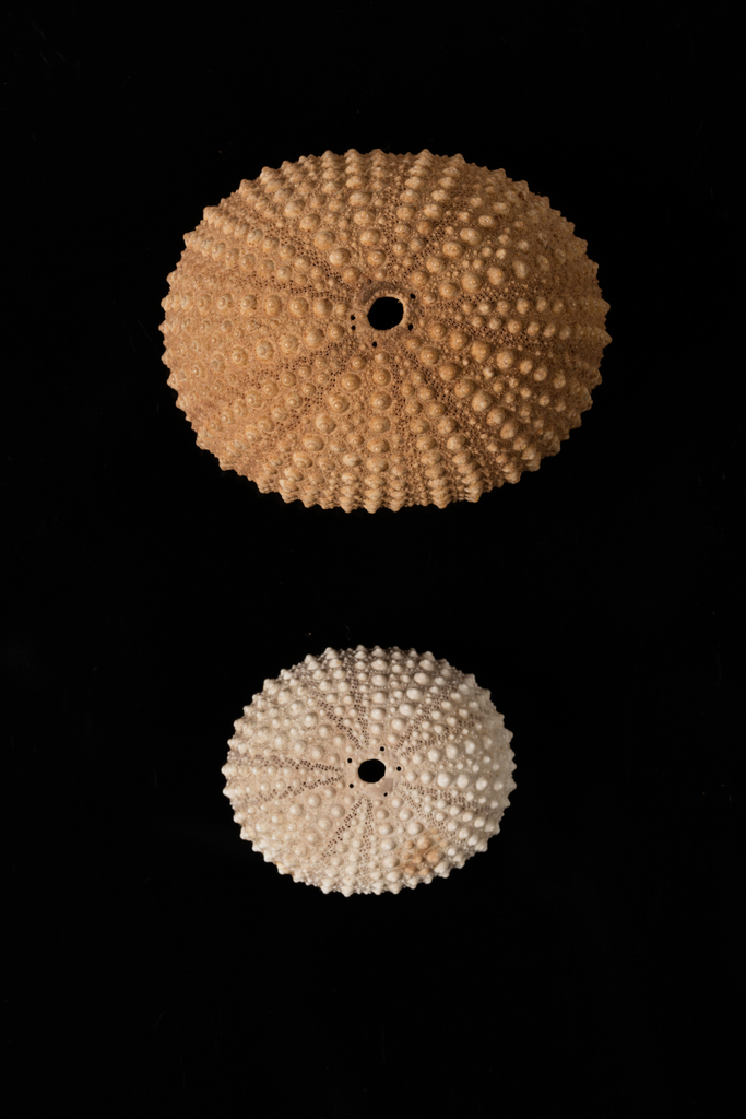 Indo-pacific Rock-boring Urchin