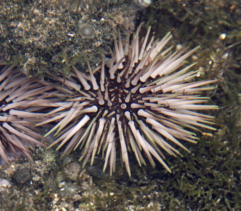 Indo-pacific Rock-boring Urchin