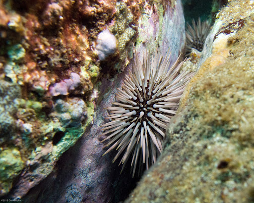 Indo-pacific Rock-boring Urchin