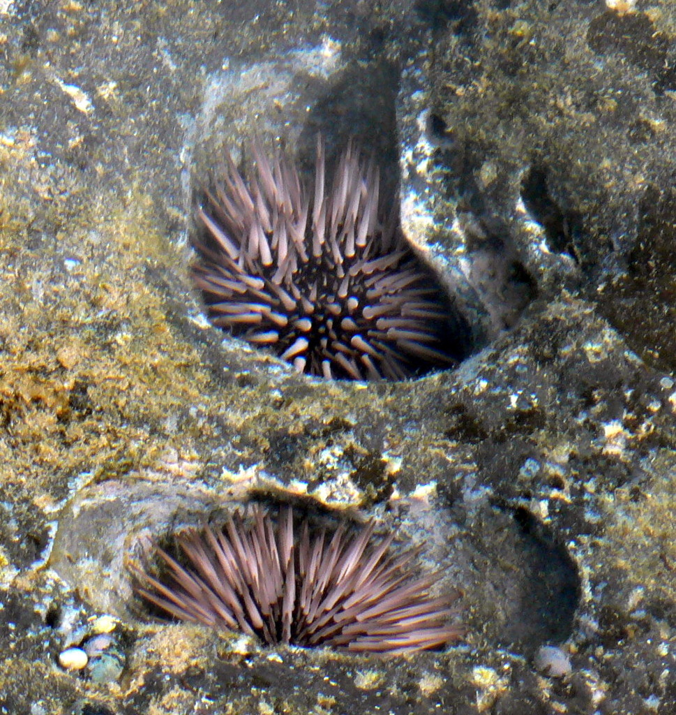 Indo-pacific Rock-boring Urchin