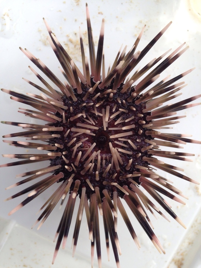 Indo-pacific Rock-boring Urchin