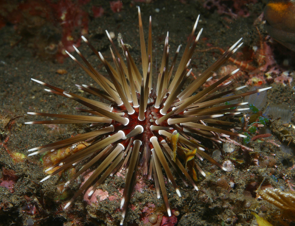 Indo-pacific Rock-boring Urchin
